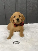 Ollie , a male Goldendoodle for sale in Beresford, SD – Photo 2 of 4