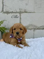 Ollie , a male Goldendoodle for sale in Beresford, SD – Photo 4 of 4