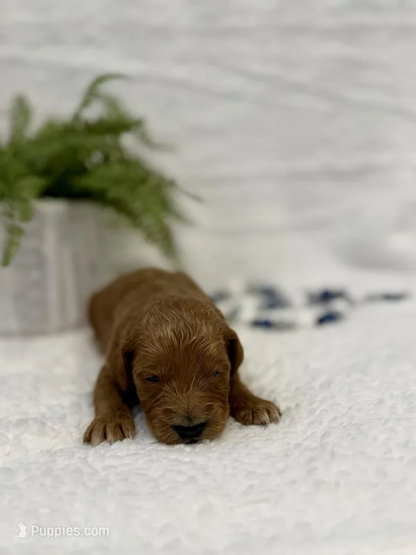 Onyx, a male Goldendoodle for sale in Beresford, SD – Photo 1 of 1