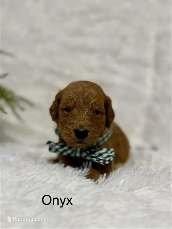 Onyx – Goldendoodle puppy for sale in Beresford, SD
