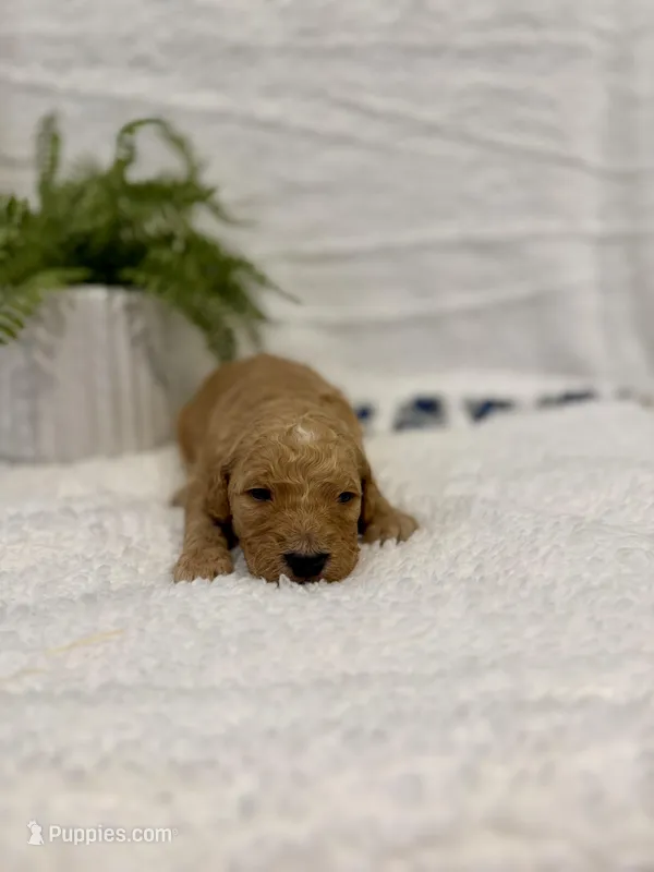 Nacho, a male Goldendoodle for sale in Beresford, SD – Photo 1 of 1