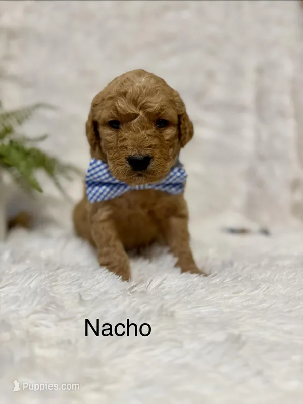 Nacho – Goldendoodle puppy for sale in Beresford, SD