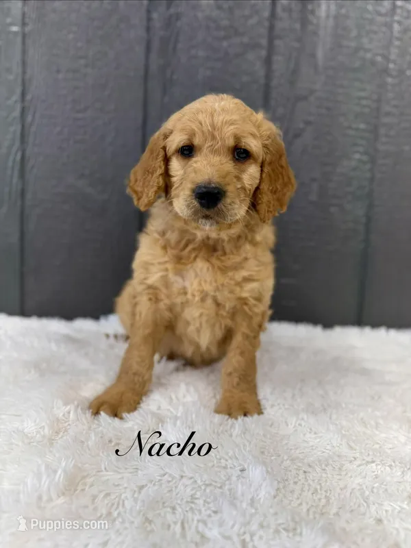Nacho – Goldendoodle puppy for sale in Beresford, SD