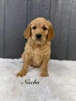 Nacho, a male Goldendoodle for sale in Beresford, SD – Photo 1 of 2