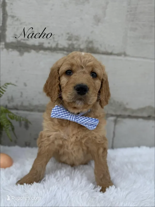 Nacho – Goldendoodle puppy for sale in Beresford, SD