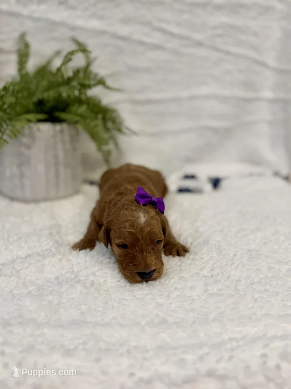 Nella , a female Goldendoodle for sale in Beresford, SD – Photo 1 of 1