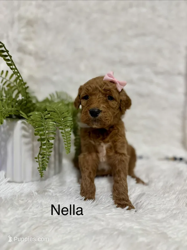 Nella  – Goldendoodle puppy for sale in Beresford, SD