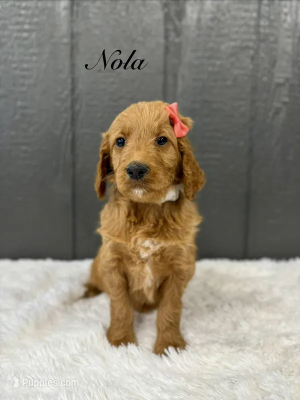 Nola – Goldendoodle puppy for sale in Beresford, SD