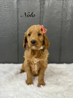 Nola, a female Goldendoodle for sale in Beresford, SD – Photo 1 of 2