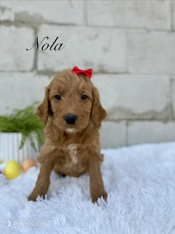 Nola – Goldendoodle puppy for sale in Beresford, SD