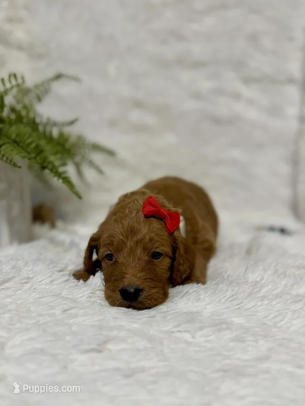 Nola – Goldendoodle puppy for sale in Beresford, SD