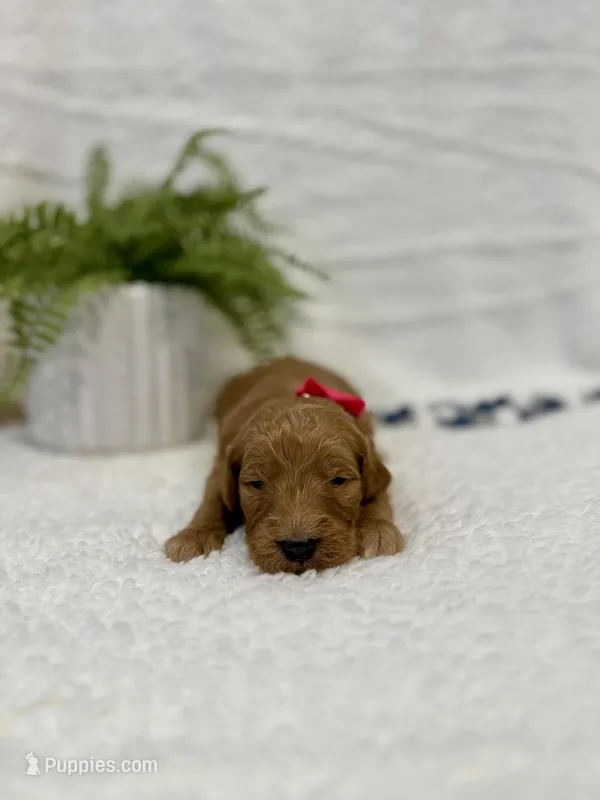 Nola, a female Goldendoodle for sale in Beresford, SD – Photo 1 of 1