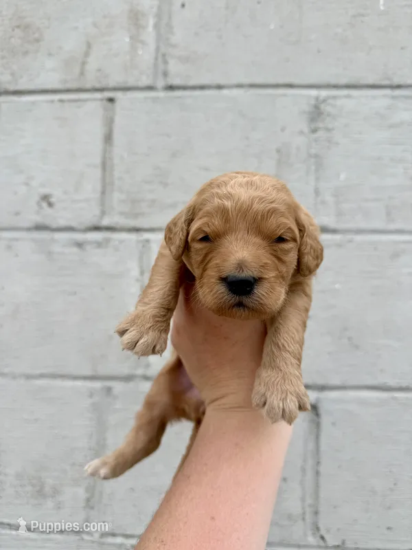 Blue – Goldendoodle puppy for sale in Beresford, SD