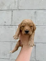 Blue, a female Goldendoodle for sale in Beresford, SD – 1 of 1