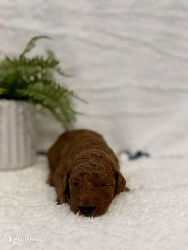 Oliver , a male Goldendoodle for sale in Beresford, SD – Photo 1 of 1