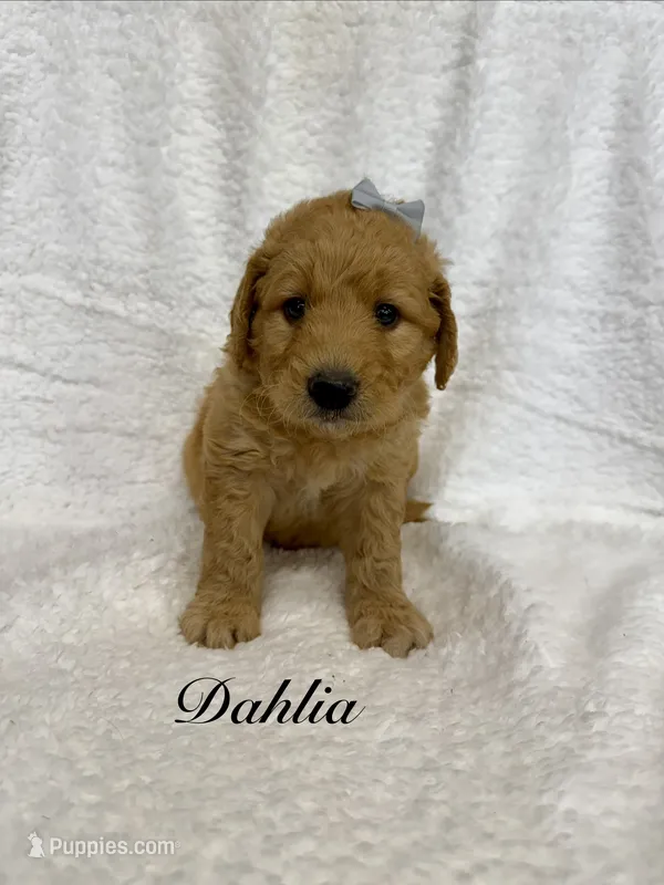 Dahlia  – Goldendoodle puppy for sale in Beresford, SD