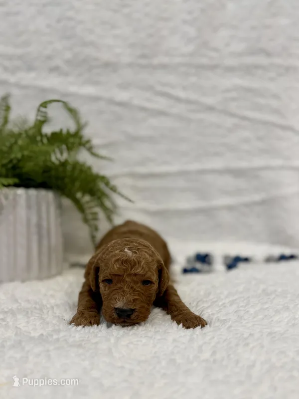 Nixon , a male Goldendoodle for sale in Beresford, SD – Photo 1 of 1