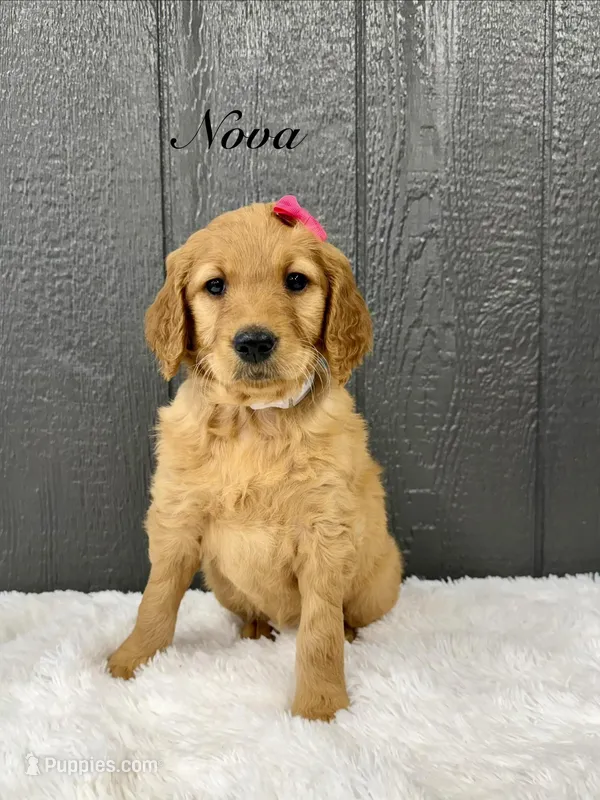 Nova – Goldendoodle puppy for sale in Beresford, SD