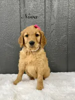 Nova, a female Goldendoodle for sale in Beresford, SD – Photo 1 of 2