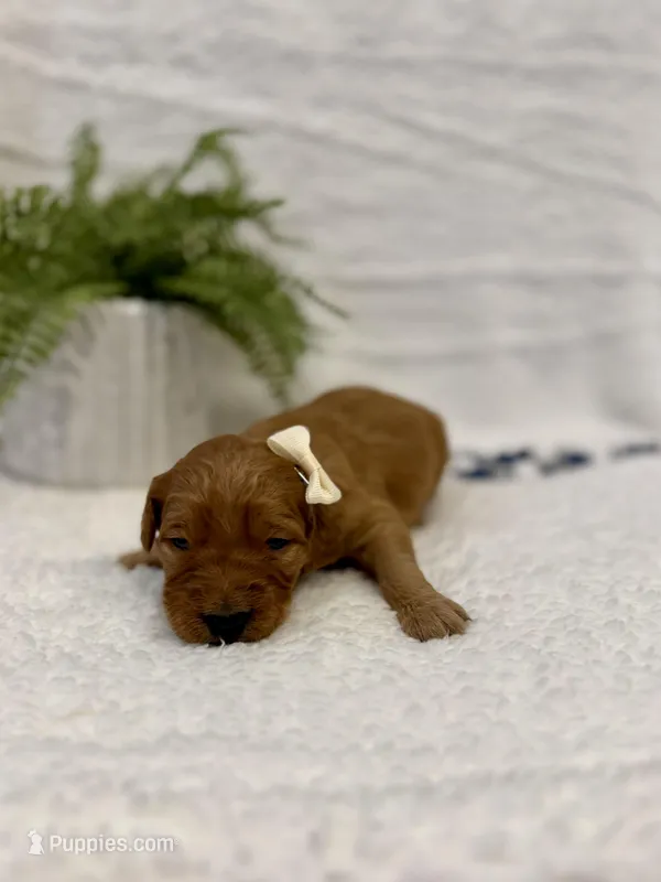 Nova, a female Goldendoodle for sale in Beresford, SD – Photo 1 of 1