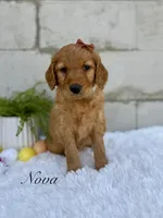 Nova, a female Goldendoodle for sale in Beresford, SD – Photo 2 of 2
