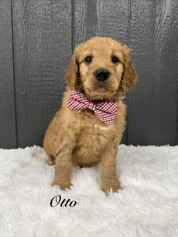 Otto – Goldendoodle puppy for sale in Beresford, SD