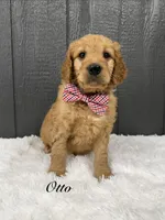 Otto, a male Goldendoodle for sale in Beresford, SD – Photo 1 of 2