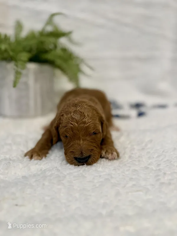 Otto, a male Goldendoodle for sale in Beresford, SD – Photo 1 of 1