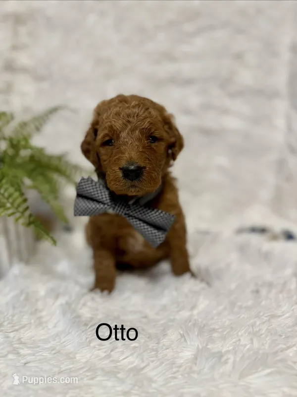 Otto – Goldendoodle puppy for sale in Beresford, SD