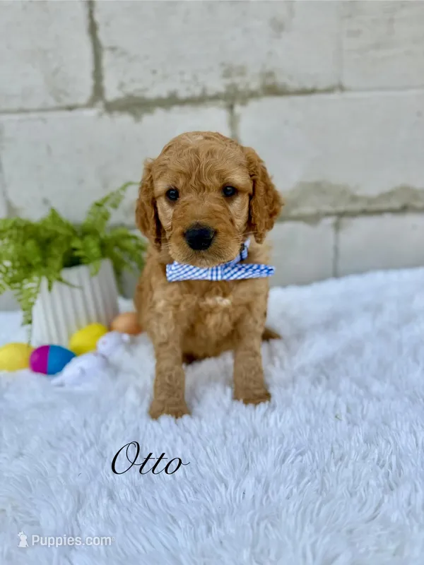 Otto – Goldendoodle puppy for sale in Beresford, SD