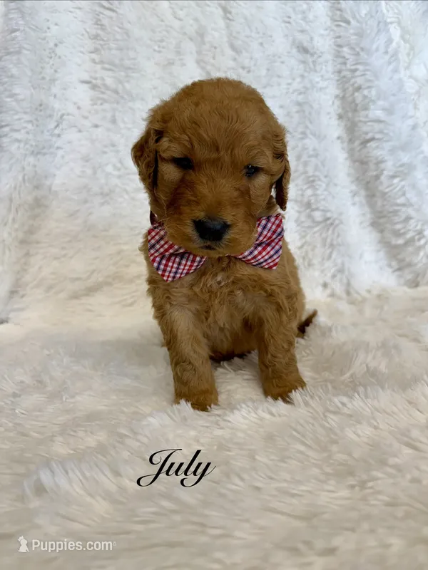 July  – Goldendoodle puppy for sale in Beresford, SD
