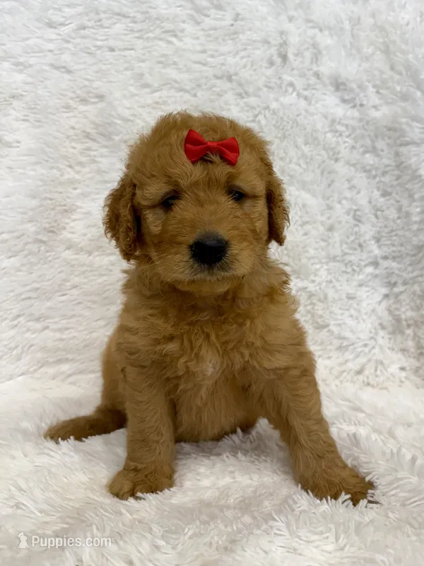 Red – Goldendoodle puppy for sale in Beresford, SD