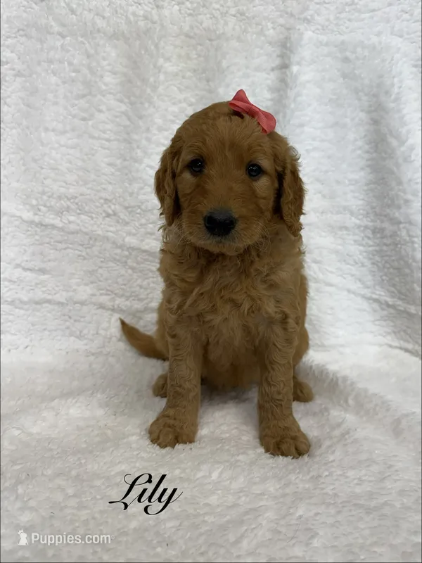 Lily  – Goldendoodle puppy for sale in Beresford, SD