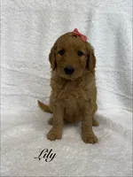 Lily , a female Goldendoodle for sale in Beresford, SD – 1 of 1