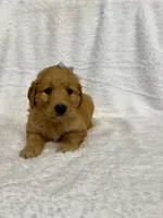 Dahlia , a female Goldendoodle for sale in Beresford, SD – 2 of 2