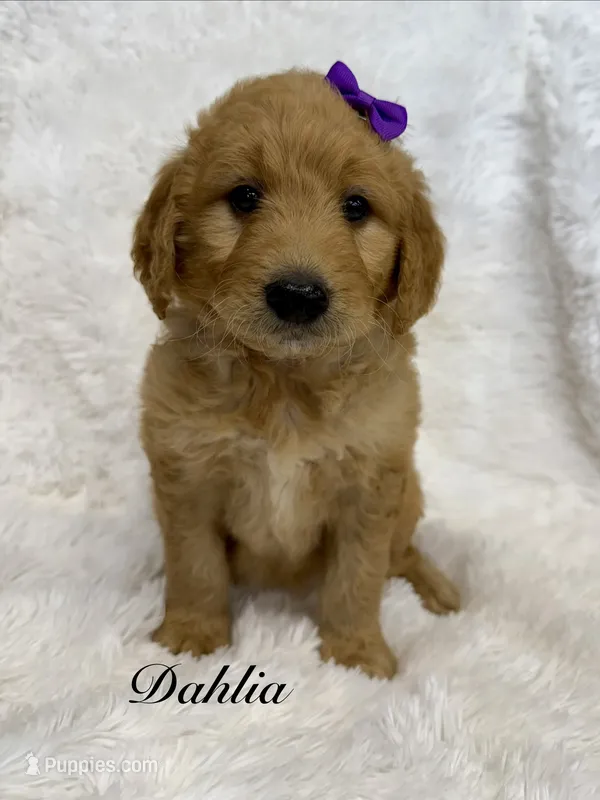 Dahlia  – Goldendoodle puppy for sale in Beresford, SD