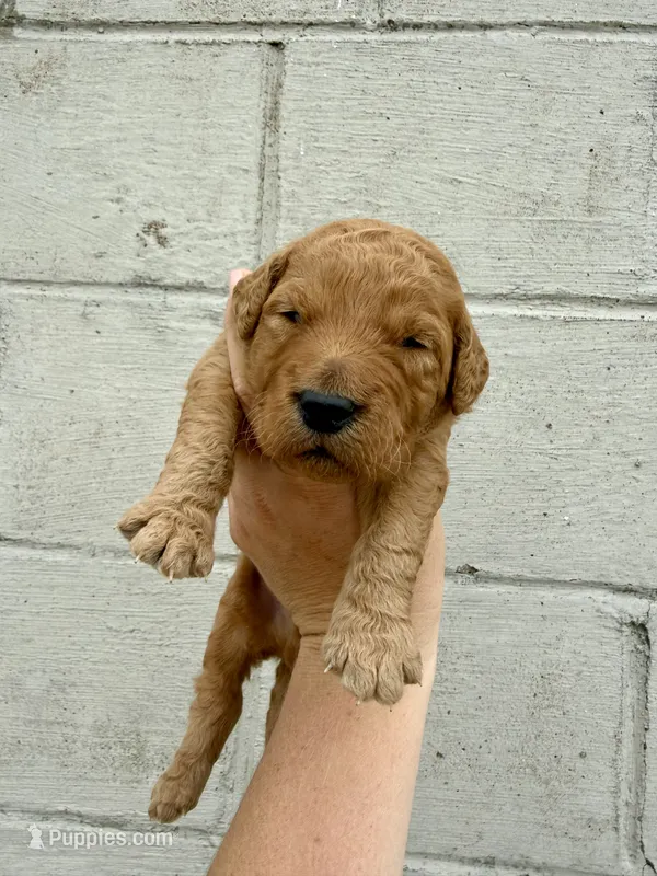 July  – Goldendoodle puppy for sale in Beresford, SD