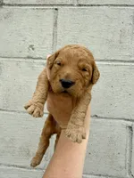 July , a male Goldendoodle for sale in Beresford, SD – 1 of 1
