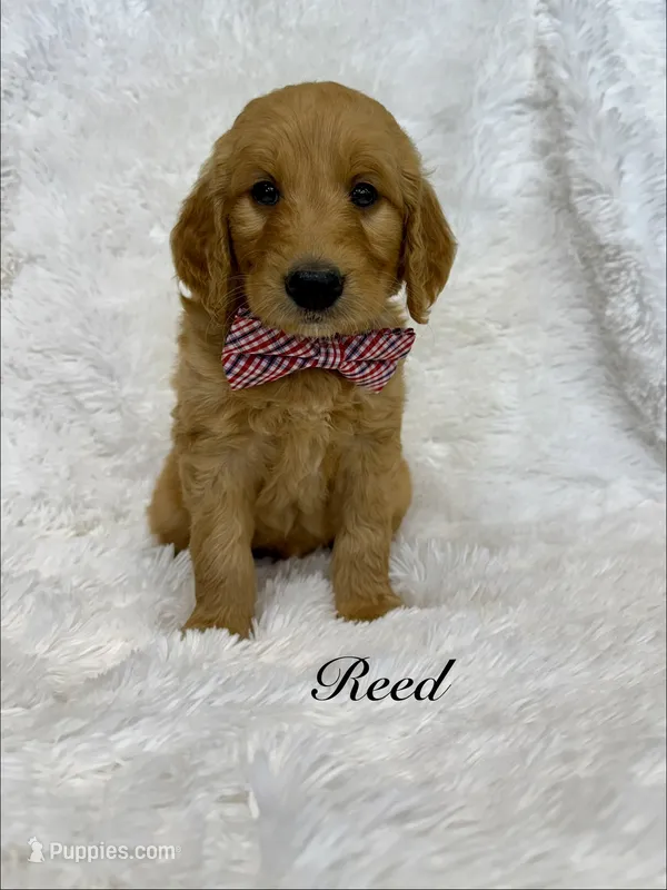Reed  – Goldendoodle puppy for sale in Beresford, SD