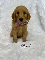 Reed , a male Goldendoodle for sale in Beresford, SD – 1 of 2