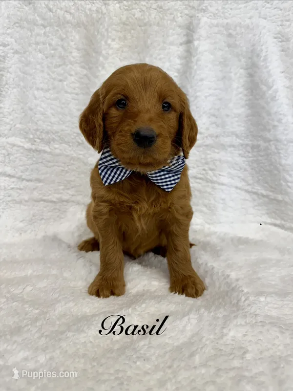Basil – Goldendoodle puppy for sale in Beresford, SD