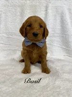 Basil, a male Goldendoodle for sale in Beresford, SD – 1 of 1