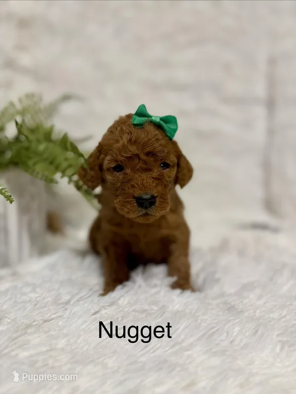 Nugget  – Goldendoodle puppy for sale in Beresford, SD