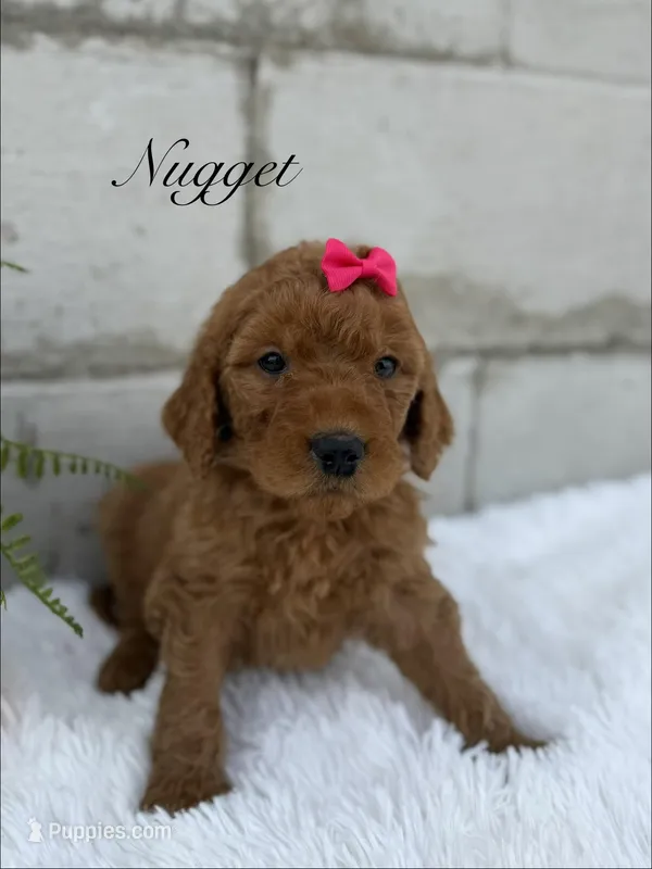 Nugget  – Goldendoodle puppy for sale in Beresford, SD