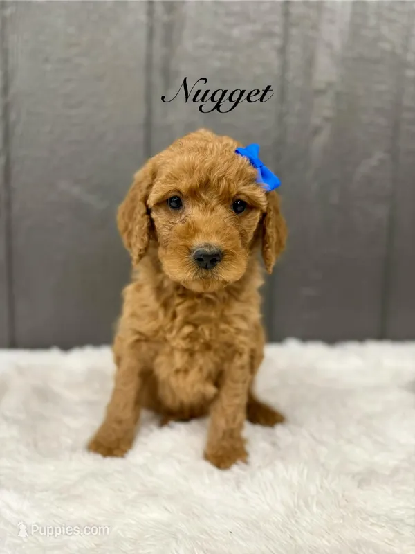 Nugget  – Goldendoodle puppy for sale in Beresford, SD
