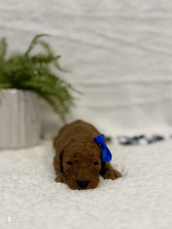 Nugget , a female Goldendoodle for sale in Beresford, SD – Photo 1 of 1