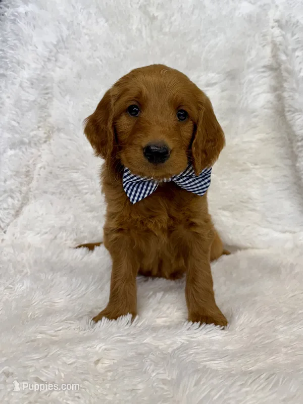 Basil – Goldendoodle puppy for sale in Beresford, SD