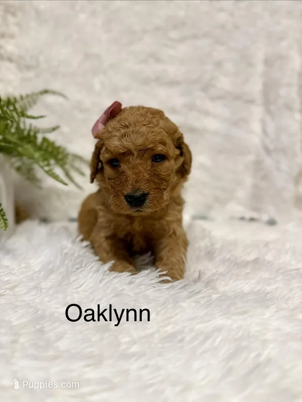Oaklynn  – Goldendoodle puppy for sale in Beresford, SD