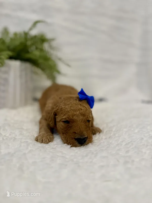 Oaklynn , a female Goldendoodle for sale in Beresford, SD – Photo 1 of 1
