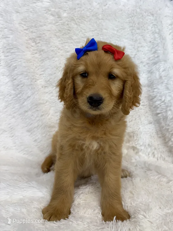 Blue – Goldendoodle puppy for sale in Beresford, SD